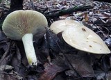 Lactarius argillaceifolius image