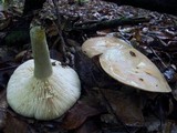 Lactarius argillaceifolius var. argillaceifolius image