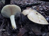 Lactarius argillaceifolius image