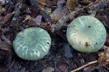 Russula parvovirescens image
