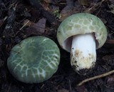 Russula parvovirescens image