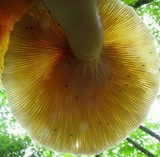 Lentinus levis image