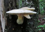 Lentinus levis image