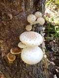 Oudemansiella platensis image