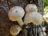 Oudemansiella platensis image