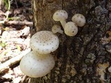 Oudemansiella platensis image