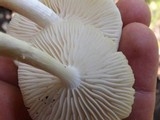 Oudemansiella platensis image