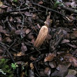Clavariadelphus occidentalis image