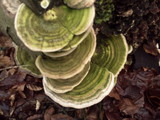 Trametes gibbosa image
