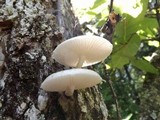 Oudemansiella platensis image