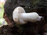 Oudemansiella platensis image