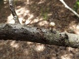 Oudemansiella platensis image