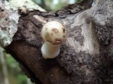Oudemansiella platensis image