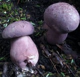 Tylopilus violatinctus image