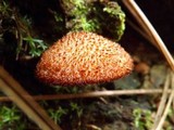 Tricholomopsis formosa image