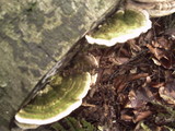 Trametes gibbosa image