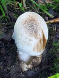 Amanita pseudovolvata image