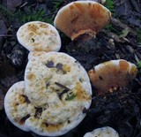 Hydnellum aurantiacum image