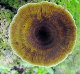 Coltricia cinnamomea image