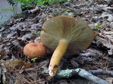 Lactarius volemus var. volemus image
