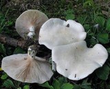 Clitopilus prunulus image