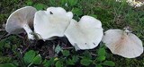 Clitopilus prunulus image