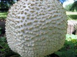 Amanita ravenelii image