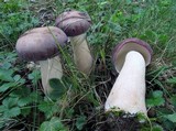 Tylopilus rubrobrunneus image