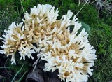 Tremellodendron pallidum image