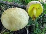 Aureoboletus auriporus image