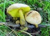Aureoboletus auriporus image