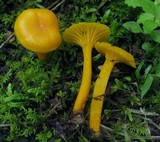 Cantharellus minor image