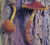 Flammulaster erinaceellus image