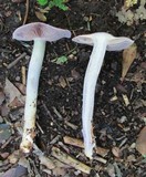 Cortinarius pseudosalor image