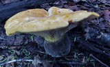 Tapinella atrotomentosa image