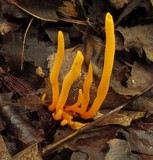 Clavulinopsis aurantiocinnabarina image