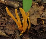 Clavulinopsis aurantiocinnabarina image