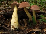 Tylopilus rubrobrunneus image