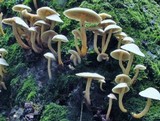 Hypholoma subviride image