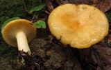 Lactarius croceus image