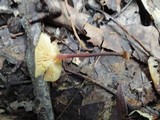 Xeromphalina kauffmanii image