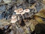 Marasmius quercophilus image