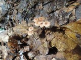 Marasmius quercophilus image