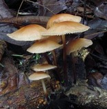 Marasmius cohaerens image