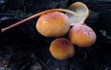 Marasmius cohaerens image
