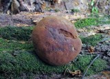 Boletellus chrysenteroides image