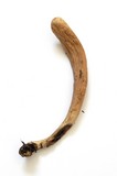 Clavariadelphus occidentalis image