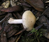 Hebeloma crustuliniforme image