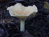 Clitocybe gibba image