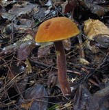 Austroboletus gracilis var. gracilis image